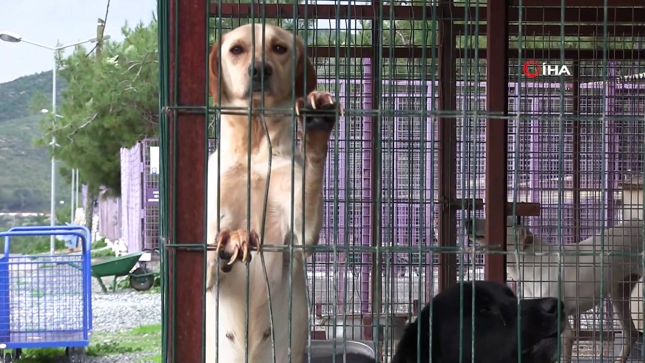 Bodrum Da Sokak Hayvanlarina Cip Uygulamasi Dailymotion Video