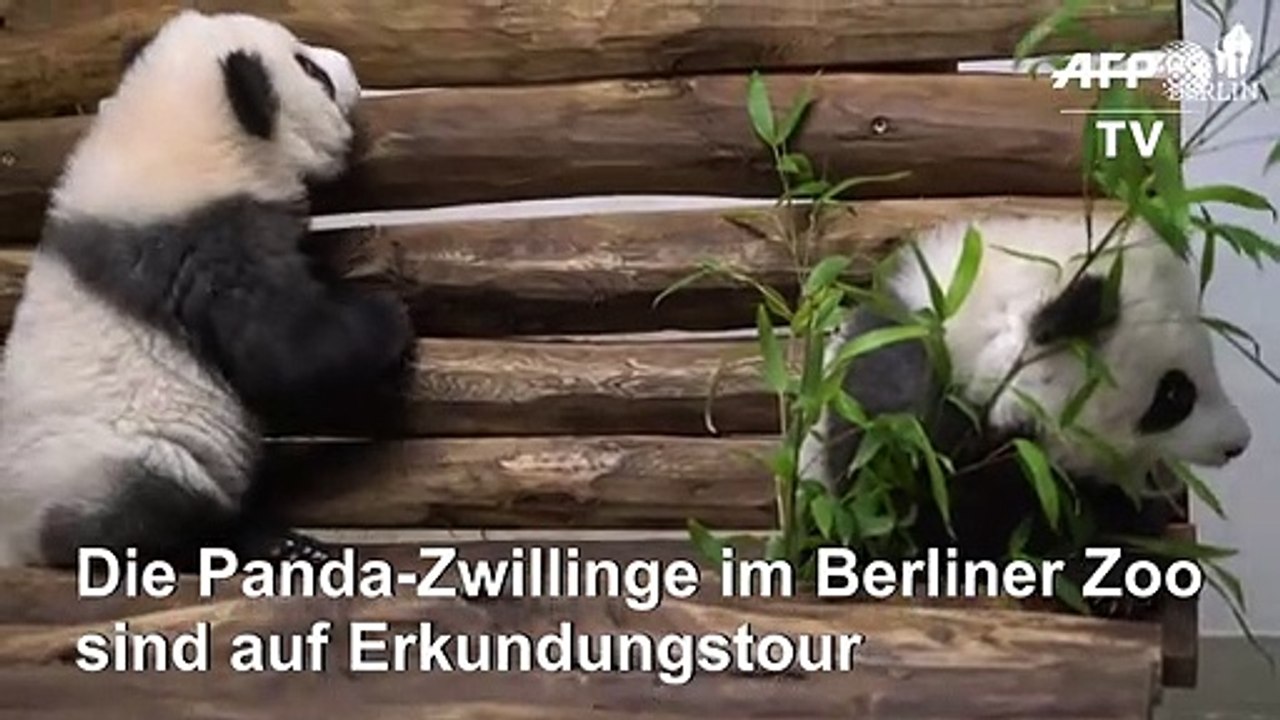 Berliner Panda-Zwillinge auf Erkundungstour