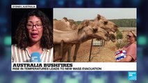 Camels posing threats to local communities in Australia will be shot