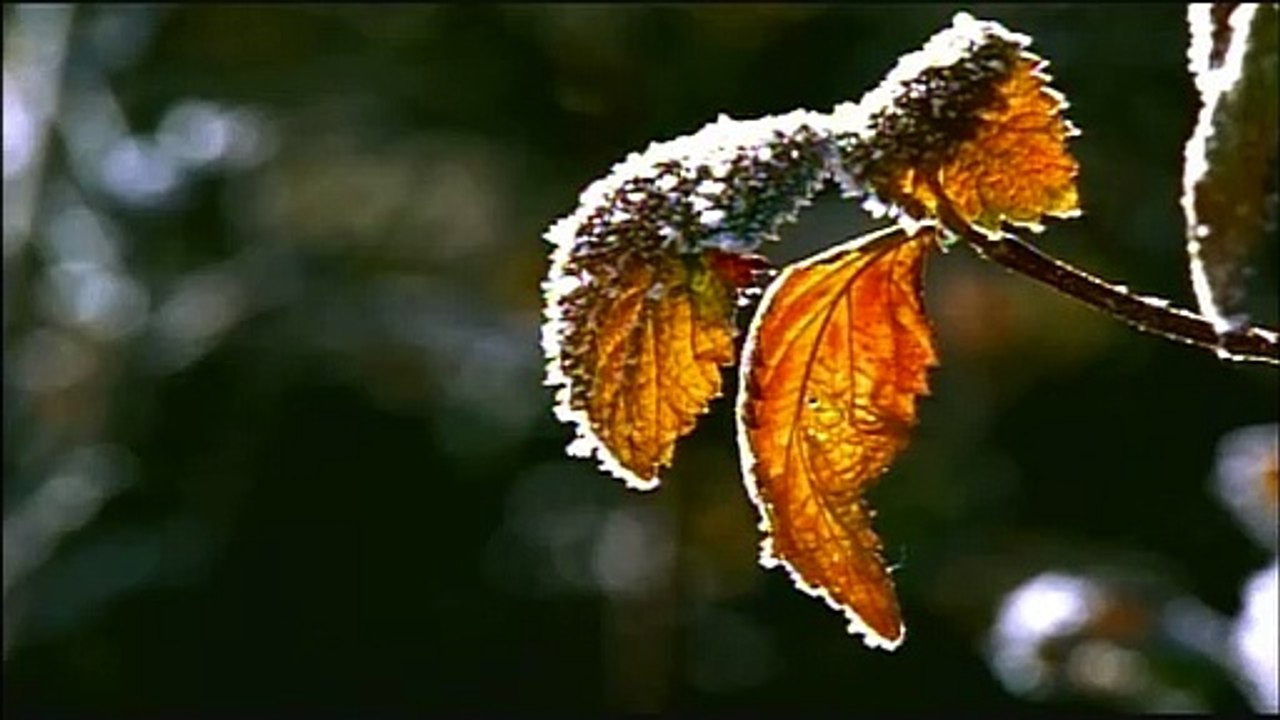 Rocky_Mountain_Flowers_Close_up_Free_Footage