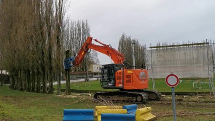 Découpe de la base d'un peuplier à Dottignies
