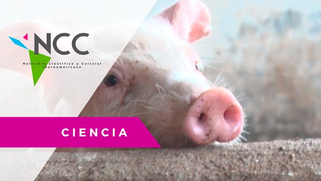 Pro­yec­to de re­po­bla­ción en gran­ja de por­ci­nos