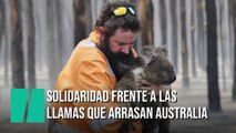 Solidaridad internacional para salvar a los animales de los incendios de Australia