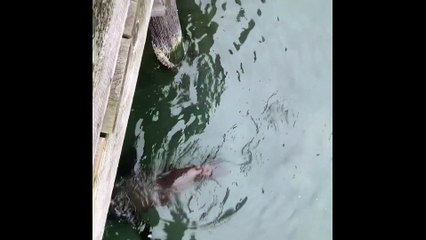 Seagulls and Seals Love Their Anchovies