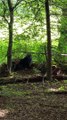 Black Bears in Cades Cove Come in Close