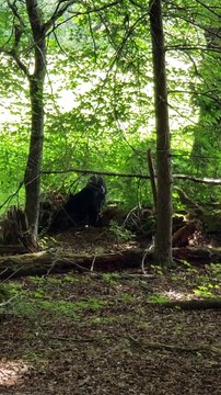 Black Bears in Cades Cove Come in Close