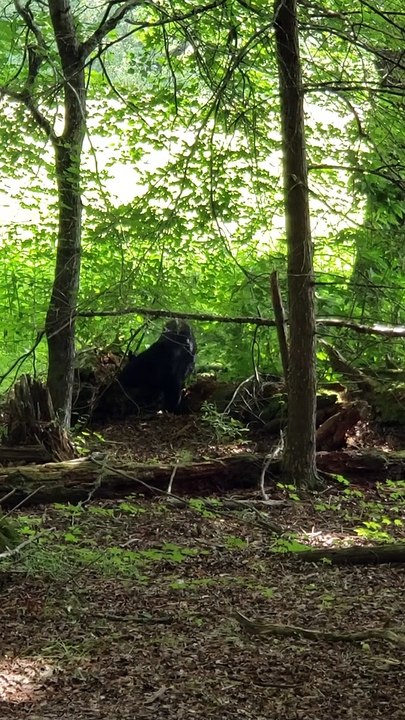 Black Bears in Cades Cove Come in Close