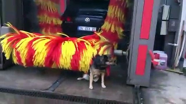 Car Wash : ce chien adore les rouleaux de nettoyage !