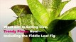 West Elm Is Selling Live, Trendy Plants Now—Including the Fiddle Leaf Fig