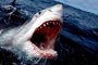 Los cinco ataques de tiburones más aterradores captados en cámara