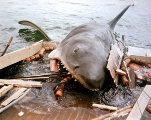 Los cinco ataques de tiburones más aterradores captados en cámara