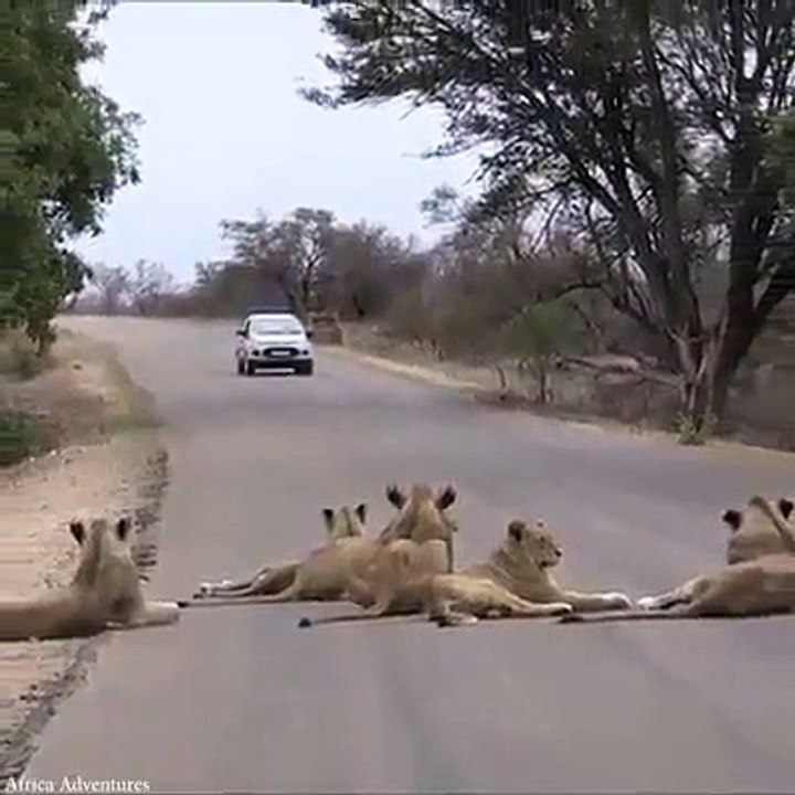 As "Operações stop" em África podem ser perigosas