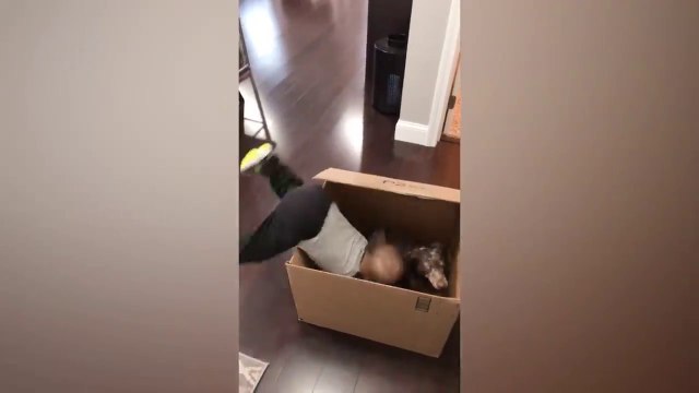 Funniest Baby and Baby Animals Fails - Fun and Fails Baby Video