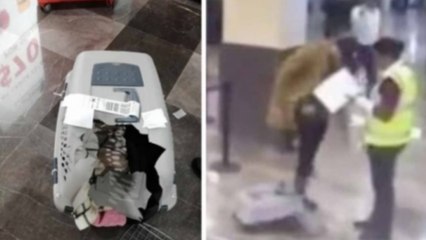 Hombre denuncia maltrato animal en Volaris y así respondió la aerolínea