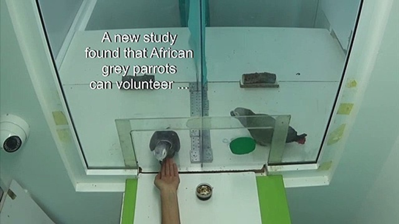 Selfless African grey parrots get by with a little help from friends