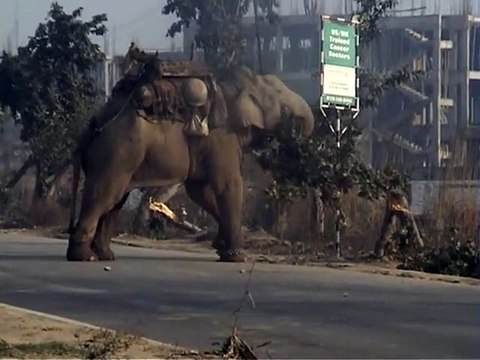 Un éléphant très en colère devient totalement incontrolable
