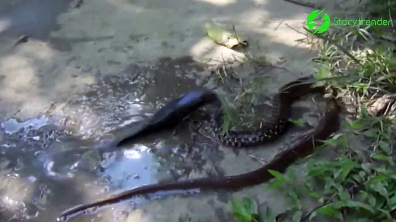 On ne sait pas si le poisson mange le serpent ou l'inverse