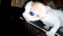 Newborn Lovable Cute Kitten Meowing For Mother. Kitten Looking For Mother Cat.