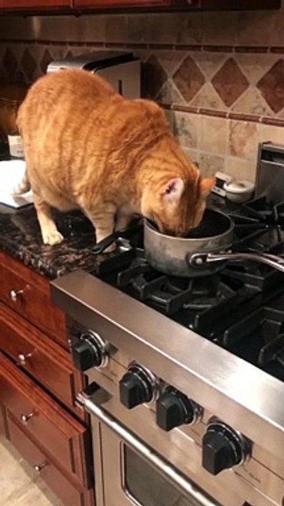 Cat Eats Soup on the Stove