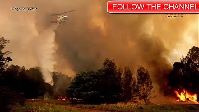 INCENDIO daño a koalas por incendios en Australia