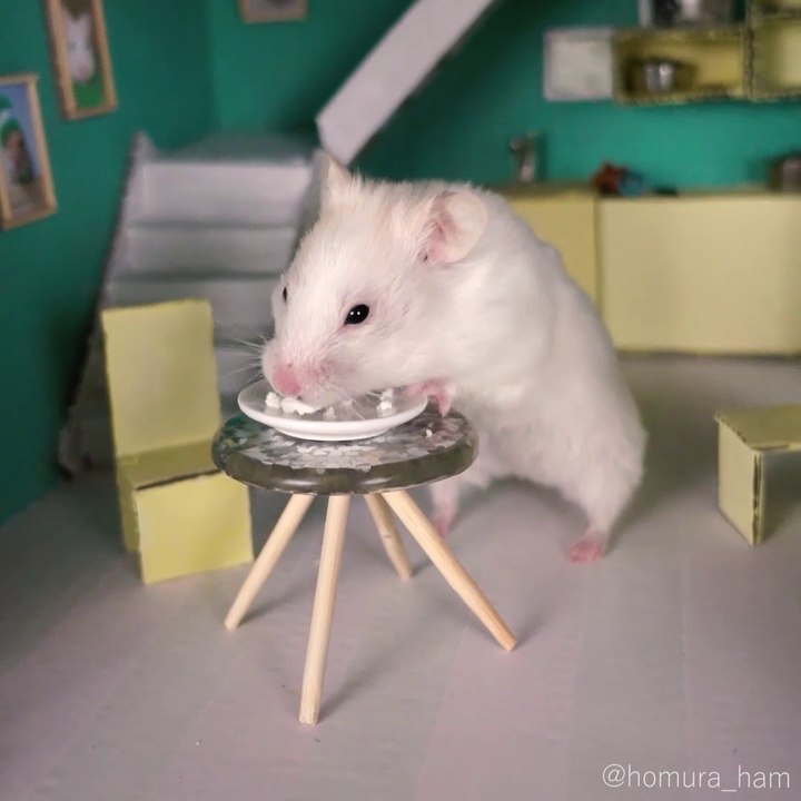 Short Film About Hamster :D