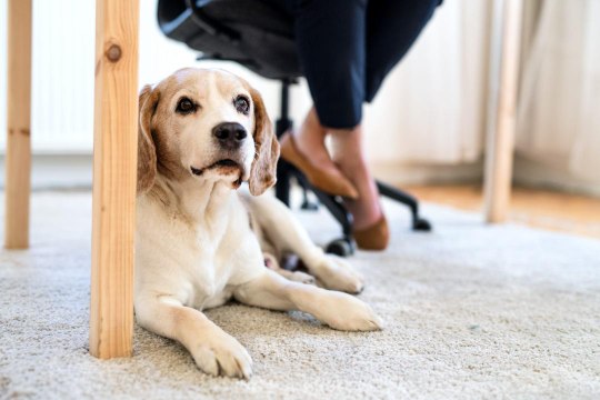 How Having Dogs and Cats in Your Office Could Make You Less Stressed