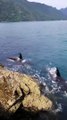 Orca Whales Get Close to Hunt for Food