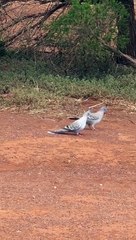 Pair of Pigeons Perform in Unison