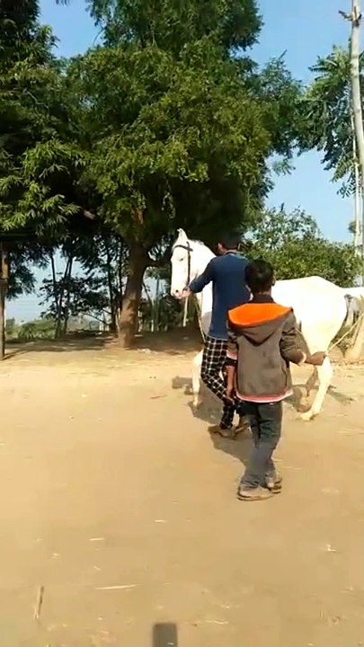 Horse dance in India