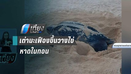 แม่เต่ามะเฟืองขึ้นวางไข่หาดในทอนภูเก็ต 111 ฟอง จนท.เตรียมย้ายไปที่ปลอดภัย | เที่ยงทันข่าว