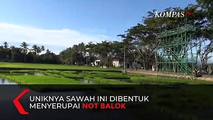 Unik! Sawah Berbentuk Not Balok di Gorontalo