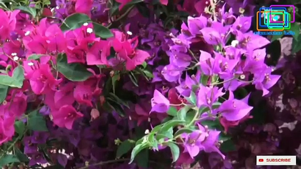 "Prarthana"ra_muhurta"odia_christian_message"(360p)