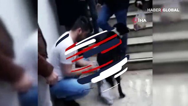 Üşüyen sokak köpeği için üstündeki kazağı çıkardı