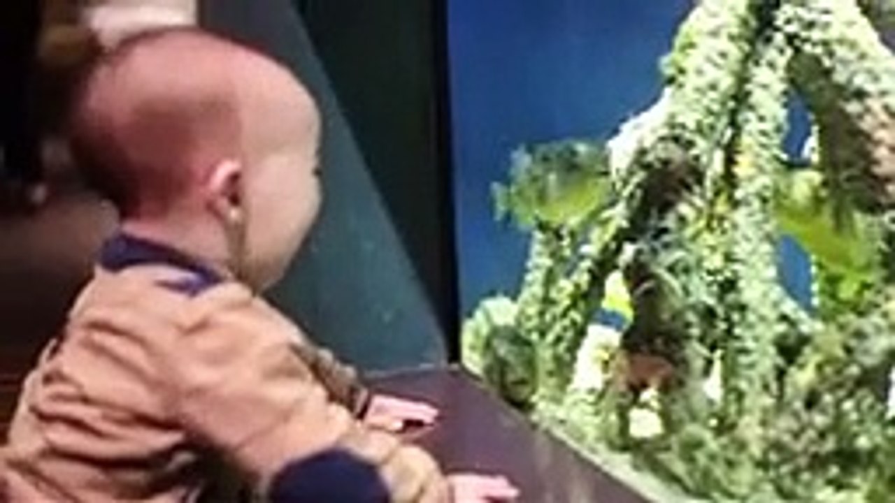 Funniest Baby and Baby Animals Fails - Fun and Fails Baby Video_144p