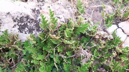 Cyclopean Wall of Rajgir bihar bihardarshan