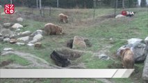 Boz ayıların uykusu kaçtı