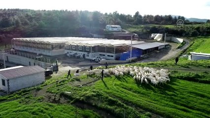 Kızı süt içsin diye kurduğu çiftlikle zincir marketlere girdi