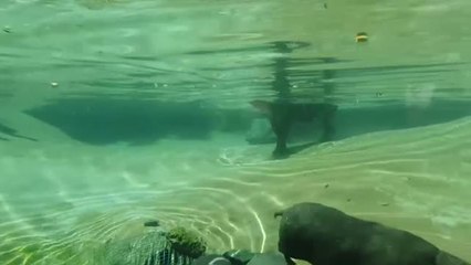 Nace un hipopótamo pigmeo en el zoológico chileno de Buin