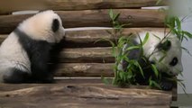 El zoo de Berlín enseña orgullosos a sus dos gemelos panda