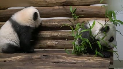 El zoo de Berlín enseña orgullosos a sus dos gemelos panda