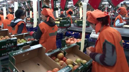 Domatesi arılar üretiyor, hormon söylentileri tarihe karışıyor