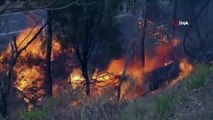 Kanguru Adası'nın üçte biri yandı