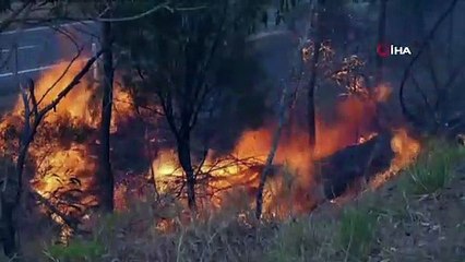 Kanguru Adası'nın üçte biri yandı