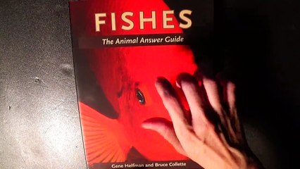 ASMR Whispering, Flipping through Book