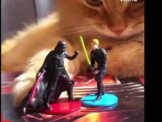 Ce chat est fan de la série Star Wars !