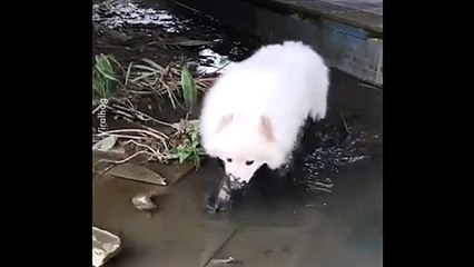 Ce chien adore la boue et le fait savoir !