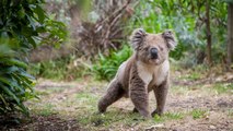 Cómo ayudar a los animales afectados en los incendios de Australia