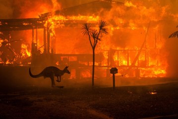 800 millones de animales habrían muerto a causa de los incendios de Australia