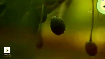 Çocuklara avokadoyu sevdirmek için iki dilde tanıtım videosu