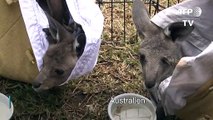 Helfer in Australien päppeln kleine Kängurus auf